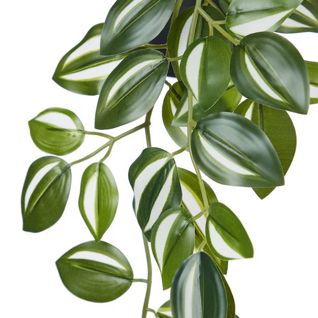 FLORISTA POTOS V KVĚTINÁČI 50 CM