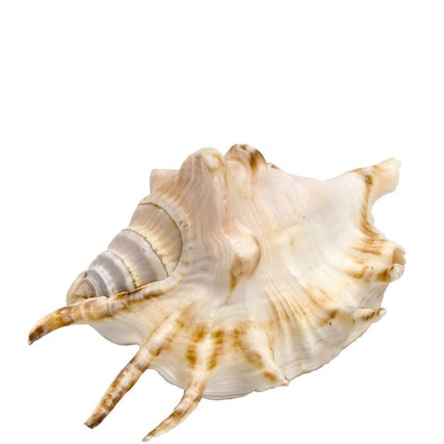 SHELL MUŠLE "LAMBIS-LAMBIS" 13,5CM