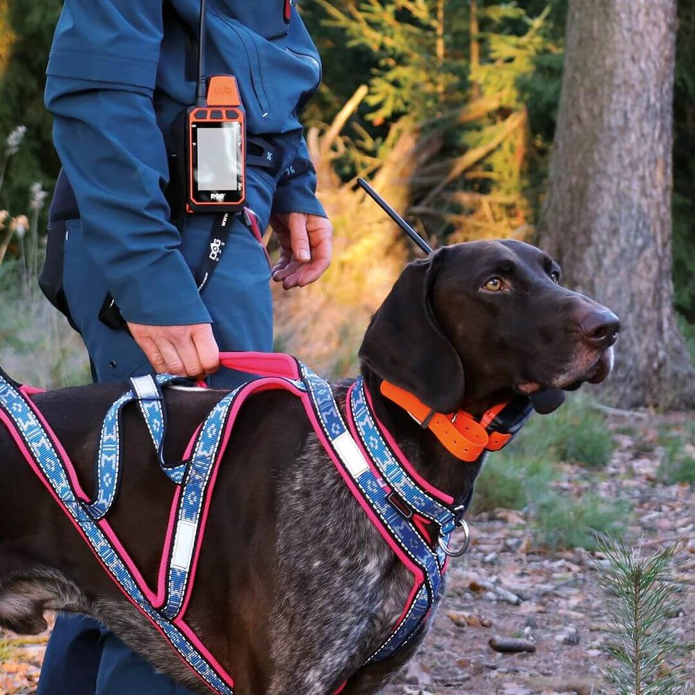 GPS obroża dla psa DOG GPS X40 (zdjęcie 4)