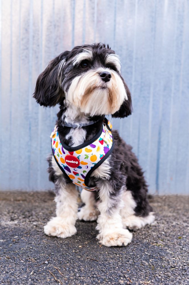 Reedog FRUIT | Kšíry pro psa