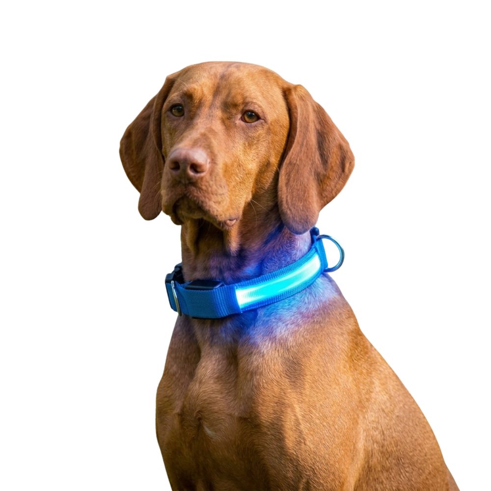 Reedog Colour svíticí obojek pro malé, střední a velké psy - Modrá - 32 - 50 cm