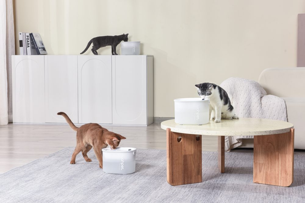 UahPet Glow Trinkrunnen für Haustiere.
Der neue Glow Brunnen mit einem Volumen von 2 Litern von UahPet ist der Spitzenreiter unter den Springbrunnen!
Perfekte Filtration 
Die Filterung erfolgt in 7 Schichten, wodurch das Wasser perfekt gereinigt wird.
 

Unerreichtes Volumen und Batterielebensdauer
Der Glow Fountain hält bis zu 10 Tage, ohne dass Wasser nachgefüllt werden muss, da er ein Fassungsvermögen von 2 Litern hat.