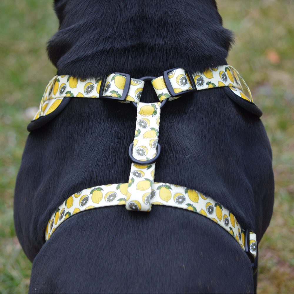Reedog LEMON | Szelki dla psa - S (zdjęcie 5)