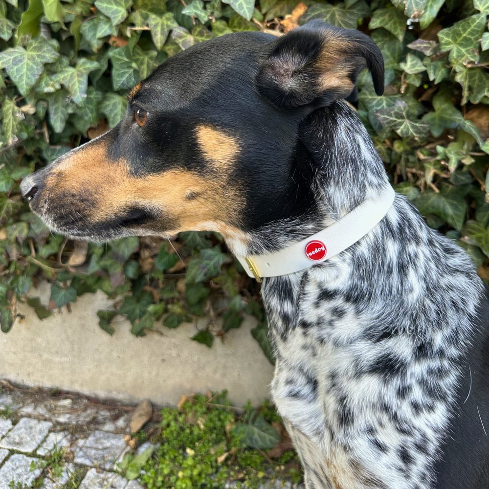 Reedog obroża biała | Obroża dla psów - XS (zdjęcie 3)