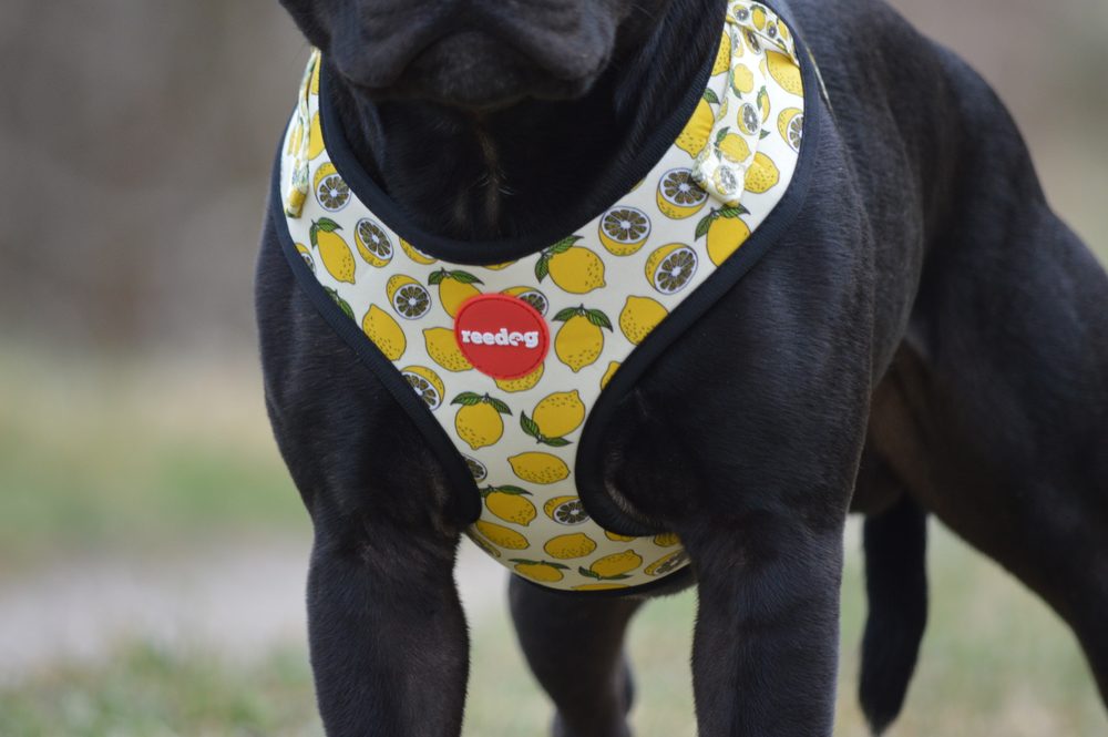 Reedog LEMON | Szelki dla psa - S (zdjęcie 3)