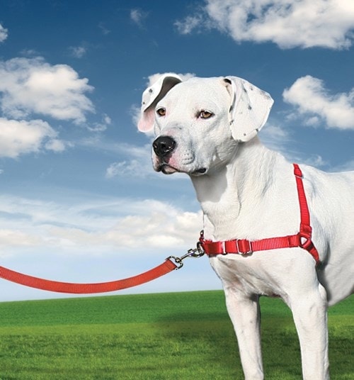 Easy Walk™ Harness | Postroj pro psa proti tahání - červená - L