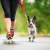 Tractive GPS Tracker für Hunde und Katzen