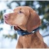 Halsband für einen weiteren Hund DOG GPS X20 Set 2 Stück