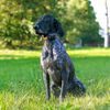 Dispositivo de búsqueda con localizador sonoro para perros DOG GPS X25B