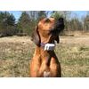 USED - Tractive XL GPS Tracker for dogs