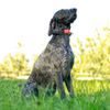 Kürzeres Halsband für einen weiteren Hund - DOG GPS X30T Short