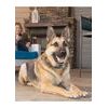 BAZAR - PetSafe Smart Dog Trainingshalsband