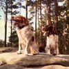 Ortungsgerät für Hunde DOG GPS X30 Short