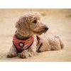 Reversible harness SUPERDOG