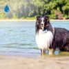 BAZÁR - Tractive GPS DOG 4 – GPS nyomkövető és aktivitásmérő kutyáknak