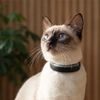 Tractive GPS CAT 6 Mini