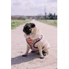 Geschirr Reedog LEO PINK
