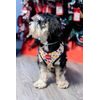 Reedog FRUIT harness