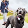 Tractive GPS Tracker für Hunde und Katzen