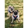 Dog harness Reedog BUBBLE