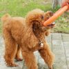 Reedog orange dog training ring