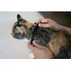 KitiDOT laser collar for cats