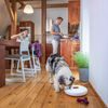 BAZAR - Tesla Smart Pet Feeder Spin