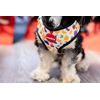 Reedog FRUIT harness
