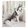 PetSafe® Standard protištekací obojok pre psov - dobíjací