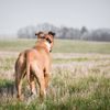 Elektronikus kiképző nyakörv Dogtrace d-control 1000