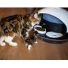 Catspad Futter- und Wasserspender für Hunde und Katzen
