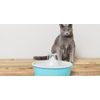Fountain for cats and dogs Drinkwell Butterfly