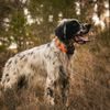 Dispositivo de búsqueda con localizador sonoro para perros DOG GPS X25B