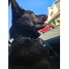 GoodLife Woofly Bark Control