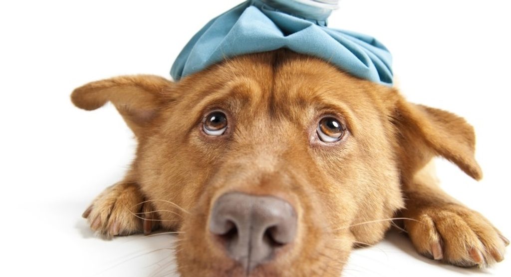 Entzündung des Pharynx und Larynx bei einem Hund: Wie kann man es erfolgreich behandeln?