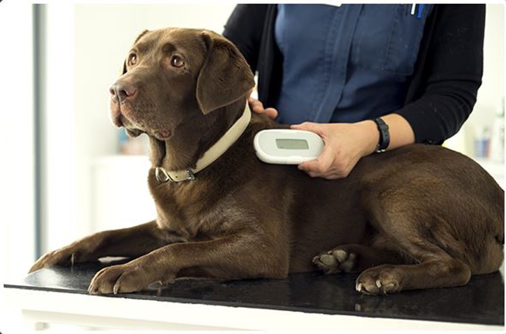 SureSense II chip reader for dogs and other pets - Chip readers -  Electric-Collars.com
