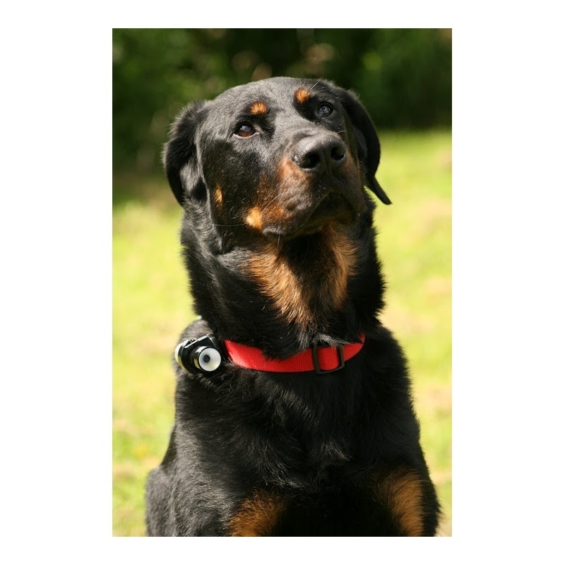 Kamera für Hunde Eyenimal Dog CAM - Halsbänder mit Kamrea -  Elektro-Halsbander.de