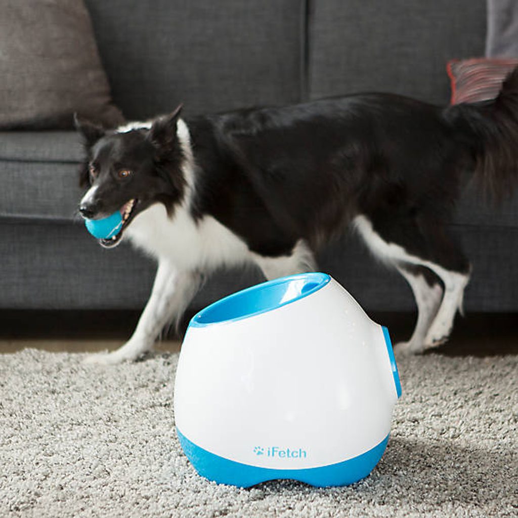 iFetch - Lanzador de Pelotas para Perros, un juguete interactivo