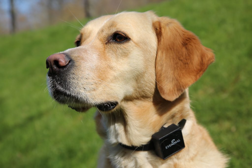 BAZÁR - Eyenimal GPS nyakörv és aktivitásmérő - Kutya GPS - Elektro- nyakörvek.hu