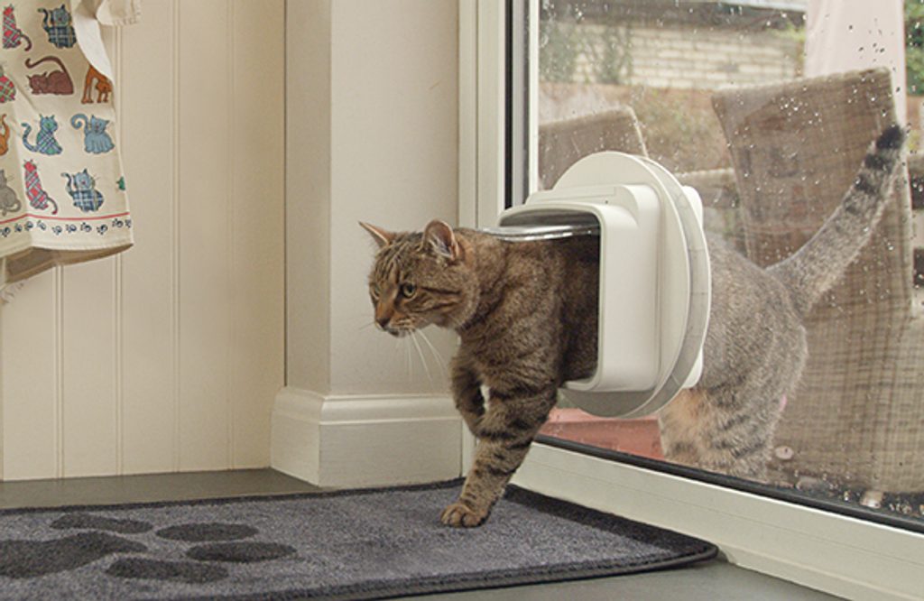 Cat flap 2024