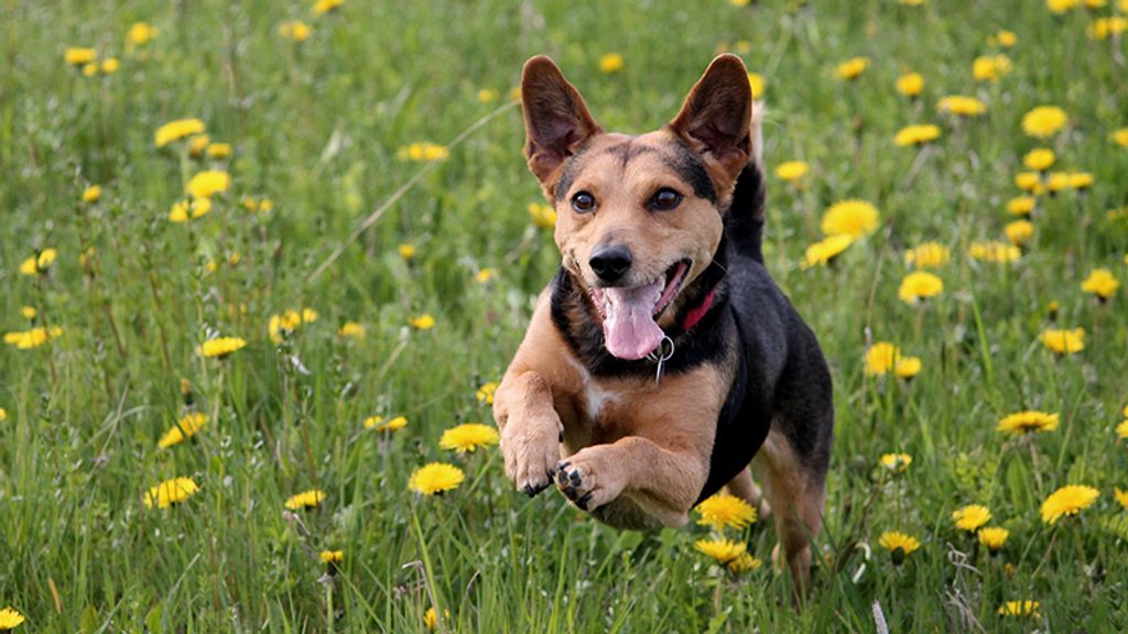 Antiparasitika-Halsband für Hunde: Der effektivste Schutz gegen Zecken und Flöhe
