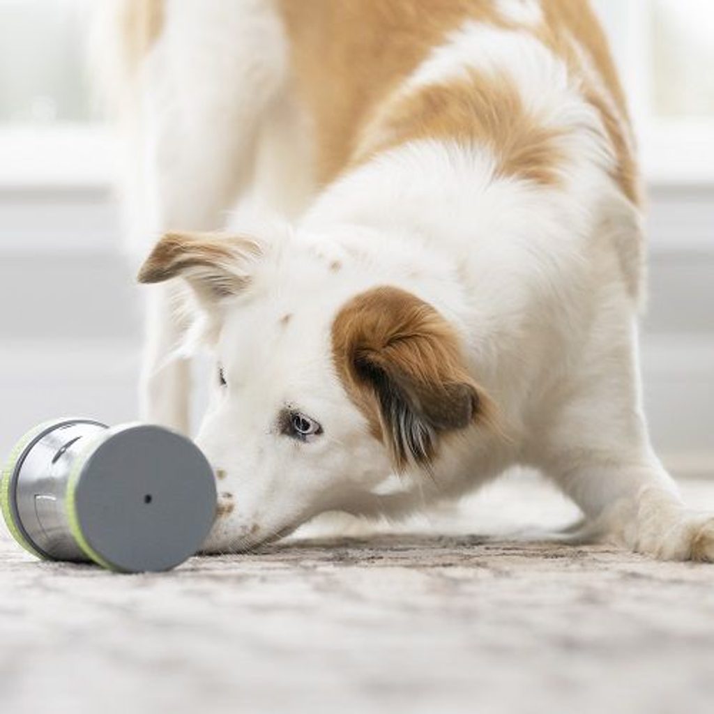 PetSafe Kibble Chase elektronikus játék kutyáknak - Játékok -  Elektro-nyakörvek.hu