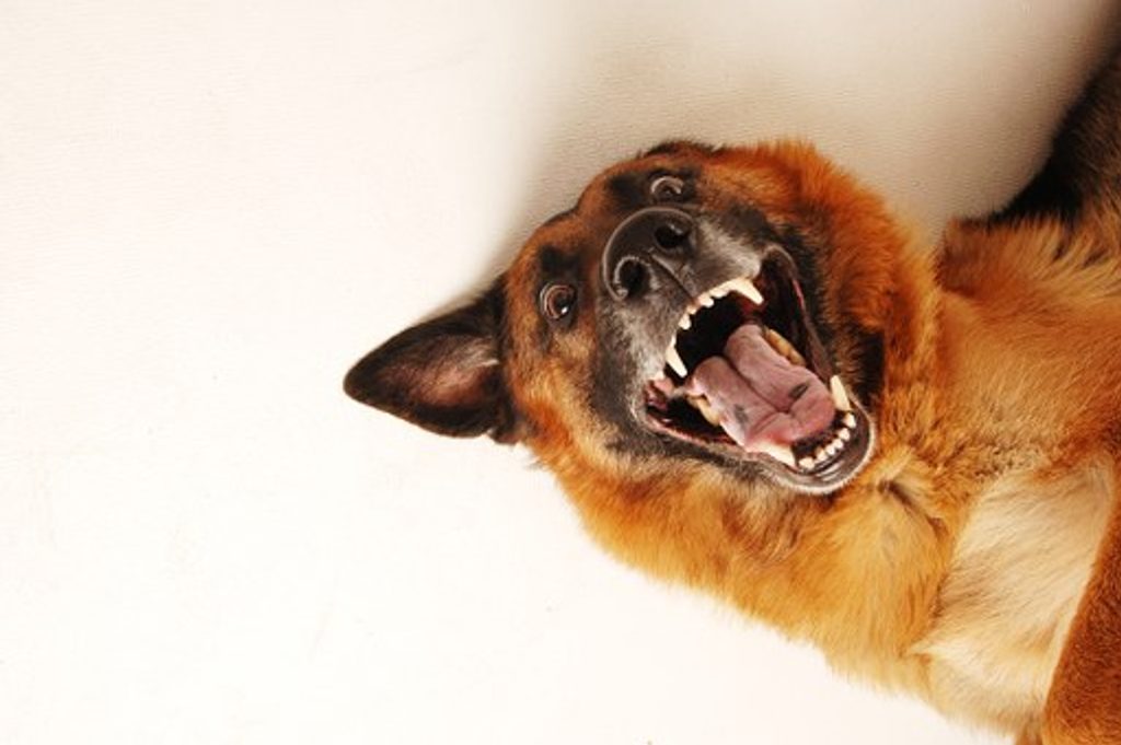 Antibell-Halsbänder: einen Hund großziehen oder missbrauchen?