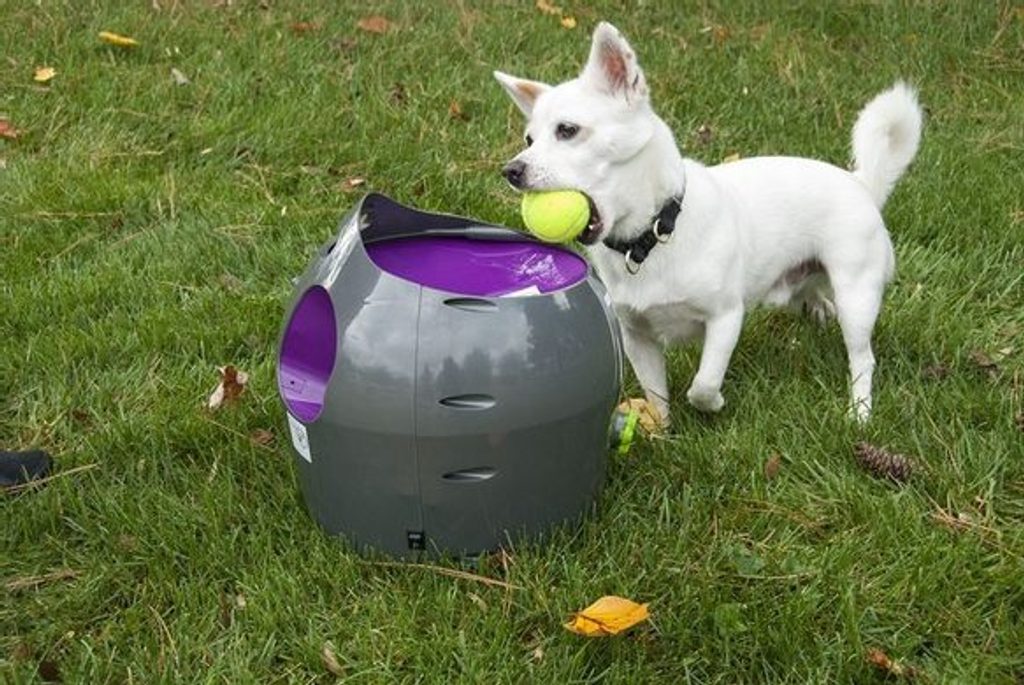 Moderne Ballwerfer - wie kann man den Hund stundenlang unterhalten?