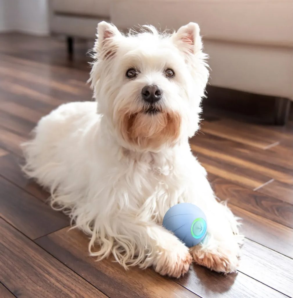 Cheerble's Wicked Ball is a smart toy that likes to play games