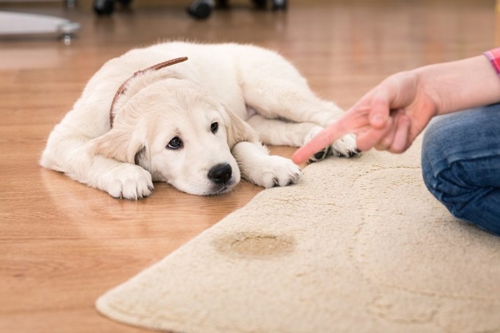 Wie man einem Hund beibringt, zu Hause zu pinkeln