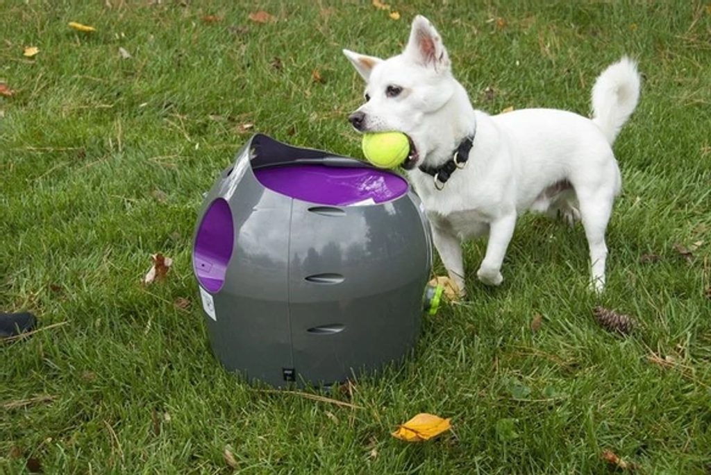 Современные метатели мяча - как поймать собаку на долгие часы?
