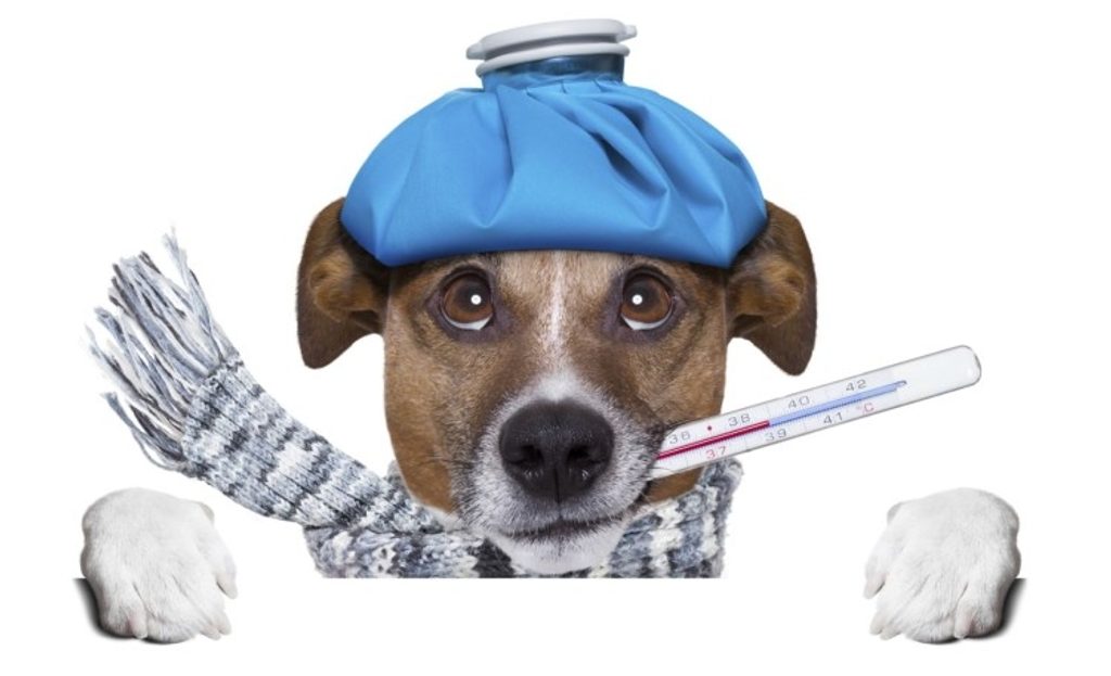 Самые распространенные болезни собак: симптомы, проявления, лечение.