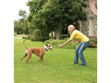Wireless fence for dogs PetSafe® Stay + Play - Wireless fences 