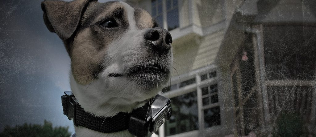 Elektronisches Halsband: Wie trainiert man einen Hund mit einem Trainingshalsband?